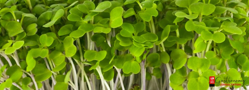 Edible Flowers and Microsprouts in Kitchens