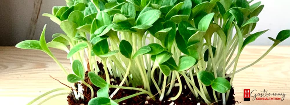 Edible Flowers and Microsprouts in Kitchens