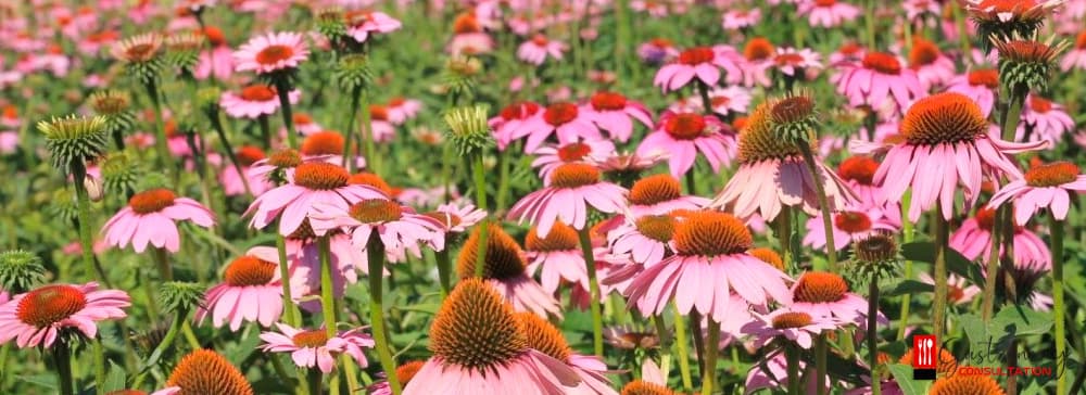 Medicinal and Aromatic Plants Used in the Ottoman Empire