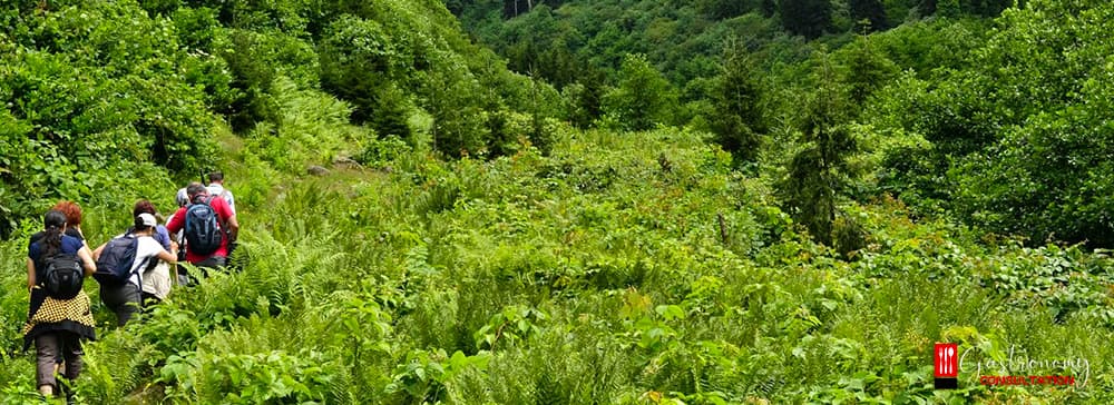 Sustainable Tourism Management 