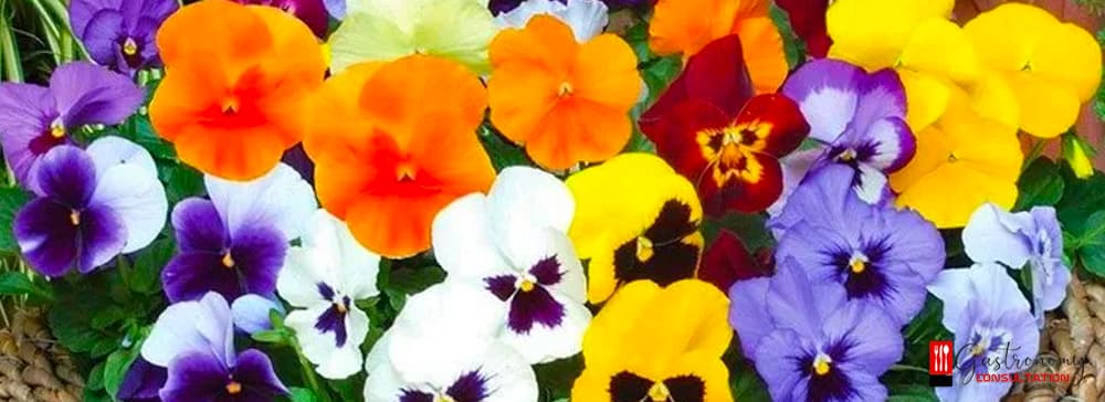 What Are Edible Flowers?