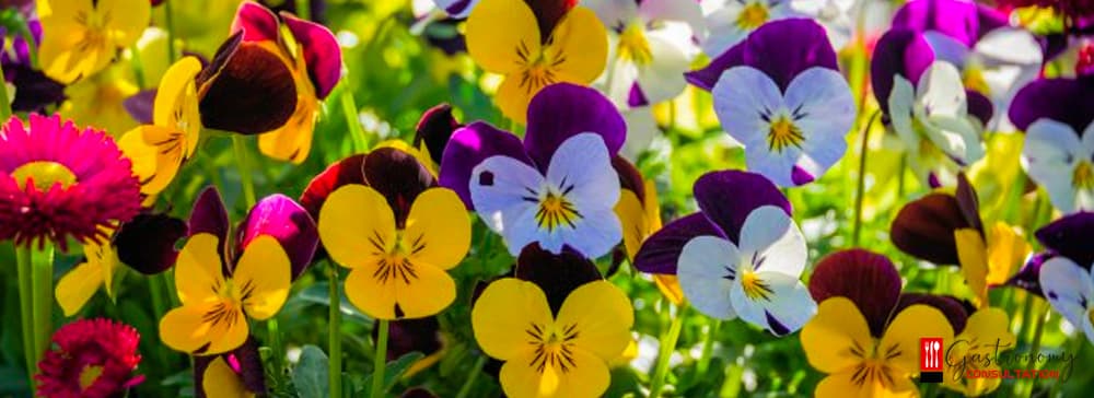 What Are Edible Flowers?